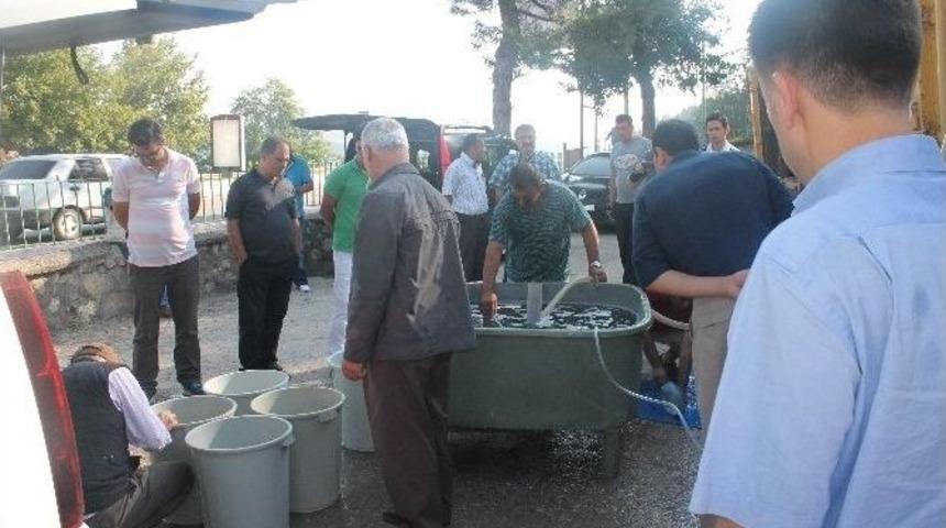 Bilecik’te 24 Bin 100 Adet Sazan Yavrusu Göletlere Salındı