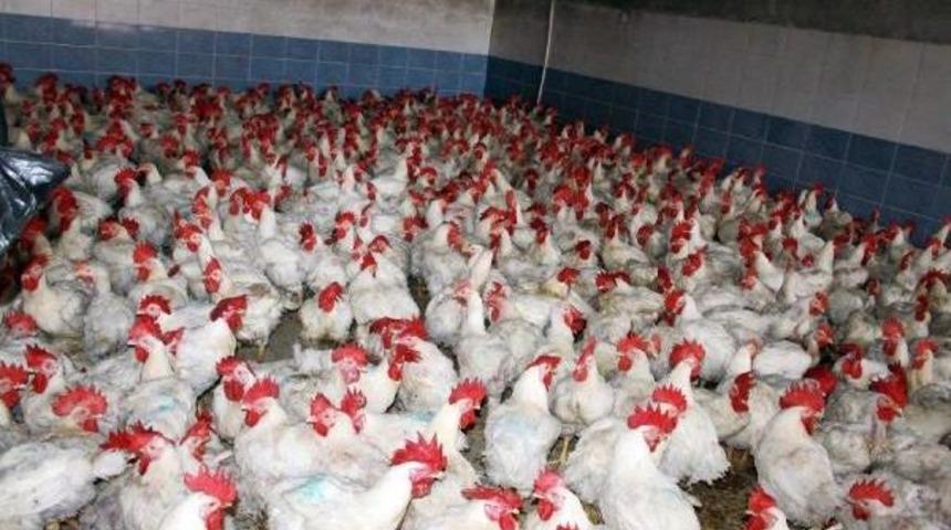 Depoya Ka&ccedil;ak Tavuk Kesimi Baskını