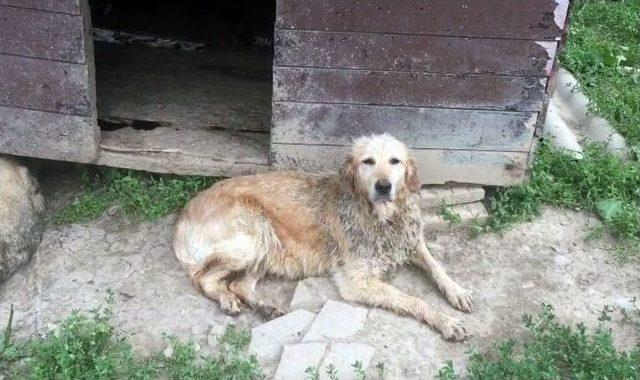 Barınaktaki Hayvanların Kurtarılması İçin Oktay Kaynarca’dan Destek