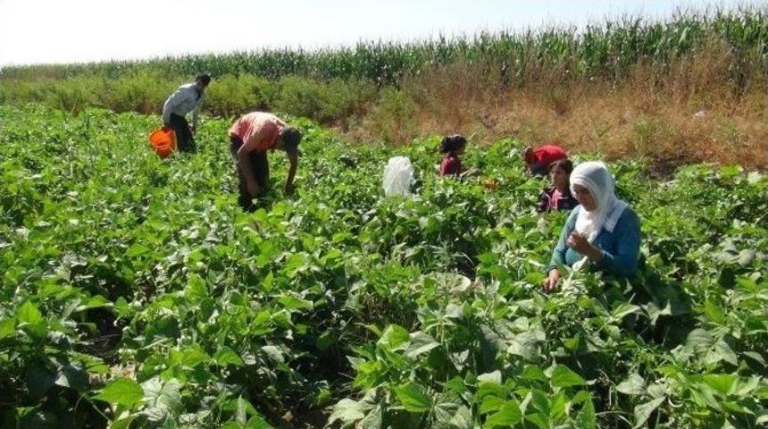 40 Derece Sıcaklıkta Hem Oru&ccedil; Tutuyorlar Hem Tarlada &Ccedil;alışıyorlar