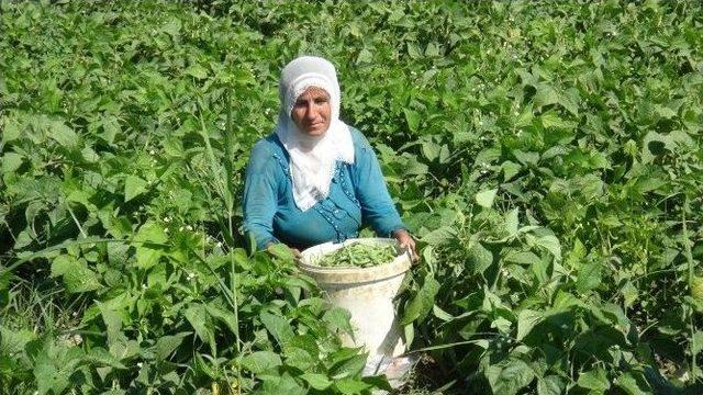 40 Derece Sıcaklıkta Hem Oruç Tutuyorlar Hem Tarlada Çalışıyorlar