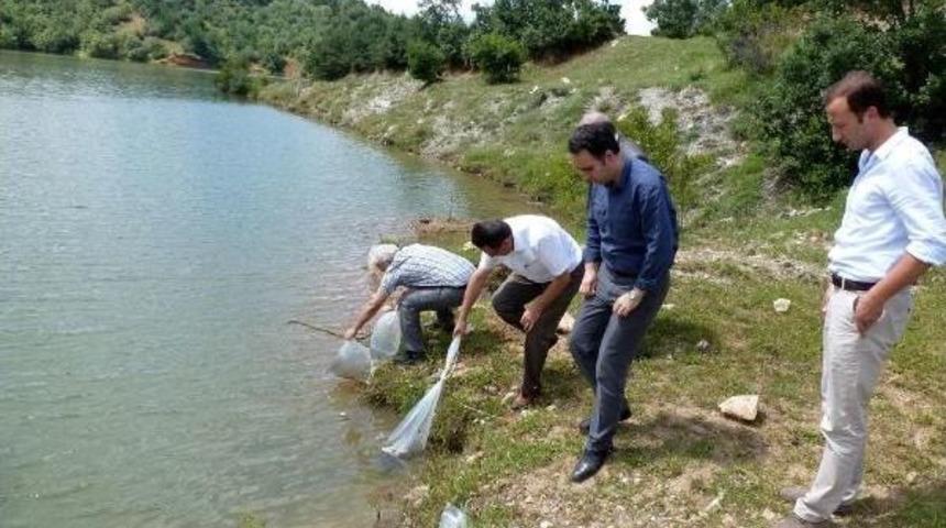 Kastamonu'da 5 G&ouml;lete 119 Bin Sazan Bırakıldı