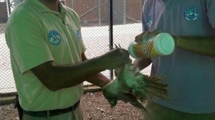 Hayvanat Bah&ccedil;esinde Parazit &Ouml;nlemi