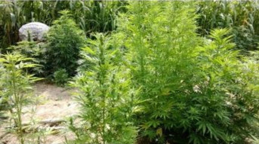 Kenevir Bah&ccedil;esine Baskın