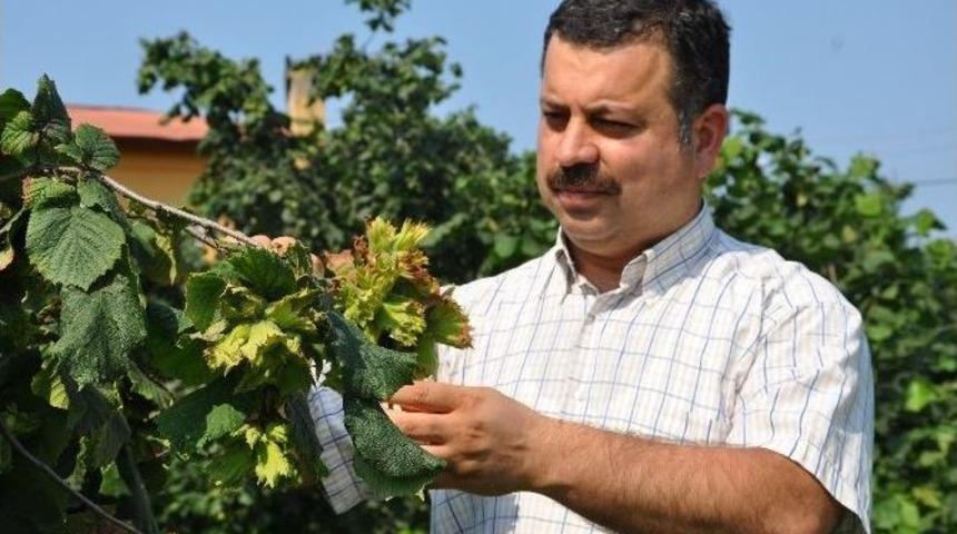 Fındık Hasadı Ağustos Ortasında Başlayacak