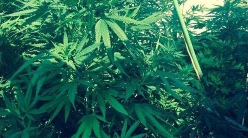 Evleri Uyuşturucu Tarlasına &Ccedil;evirmişler