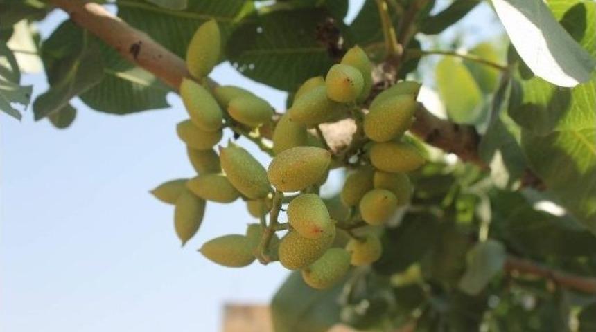 D&uuml;nyanın En Modern 5 Fıstık Tesisinden Biri Siirt&rsquo;te Kuruluyor