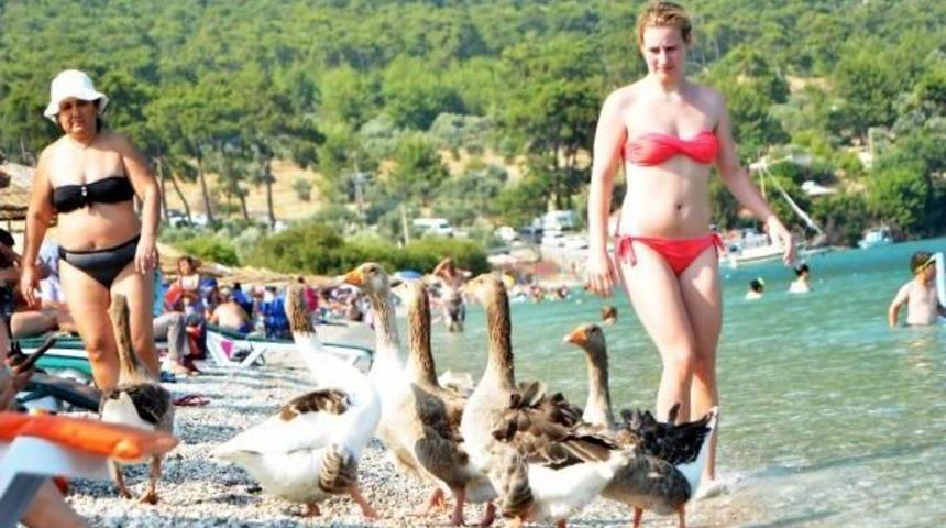 Cennet Koyun Tatlı Maskotları