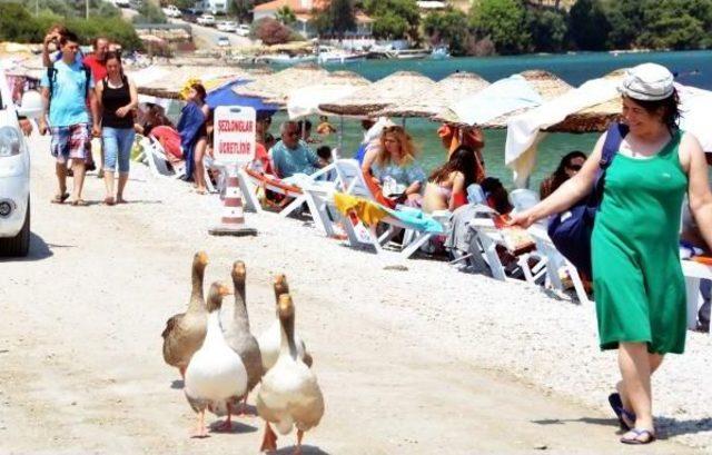 Cennet Koyun Tatlı Maskotları