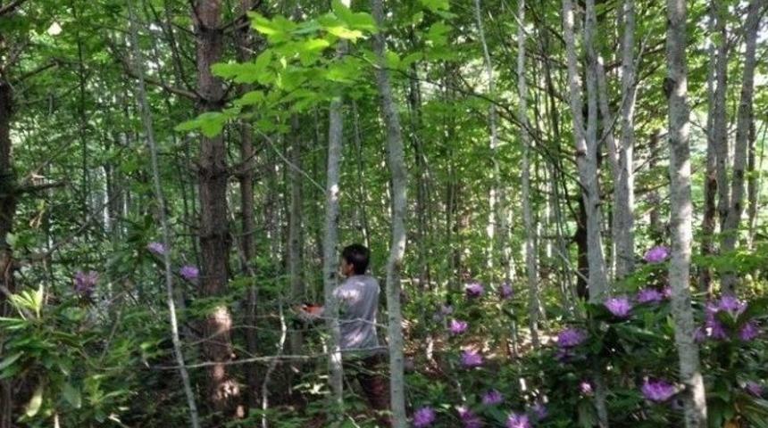 G&ouml;lyaka&rsquo;da Ormanda Sıklık Bakımı &Ccedil;alışmalarına Hız Verildi