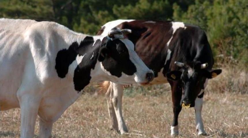 Birbirini Emen Ineklere Dikenli Aparat &Ouml;nlemi