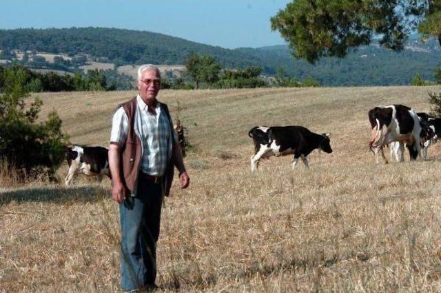 Birbirini Emen Ineklere Dikenli Aparat Önlemi