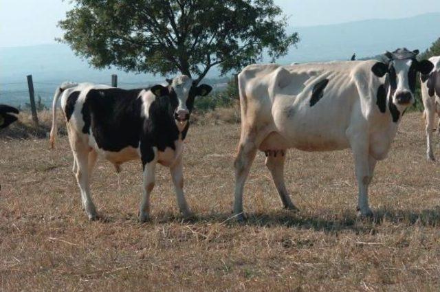 Birbirini Emen Ineklere Dikenli Aparat Önlemi