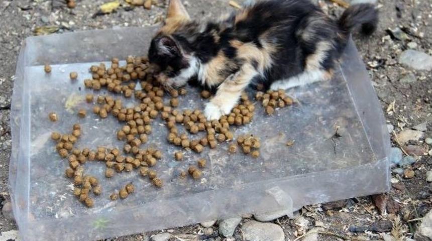 Veteriner Hekim, Kliniğinin Bah&ccedil;esini Yardıma Muhta&ccedil; Kedilere Tahsis Etti
