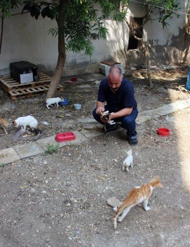 Veteriner Hekim, Kliniğinin Bahçesini Yardıma Muhtaç Kedilere Tahsis Etti