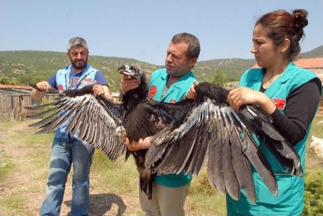 Zehirli Hayvan Leşleri, Yaban Hayatını Etkiliyor