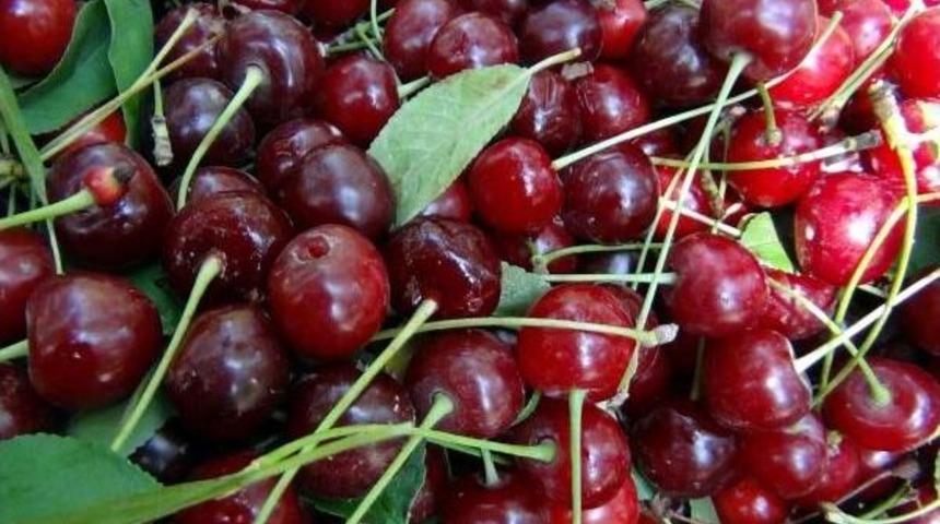 Kirazdan Sonra Vişne De &Uuml;reticiyi &Uuml;zd&uuml;