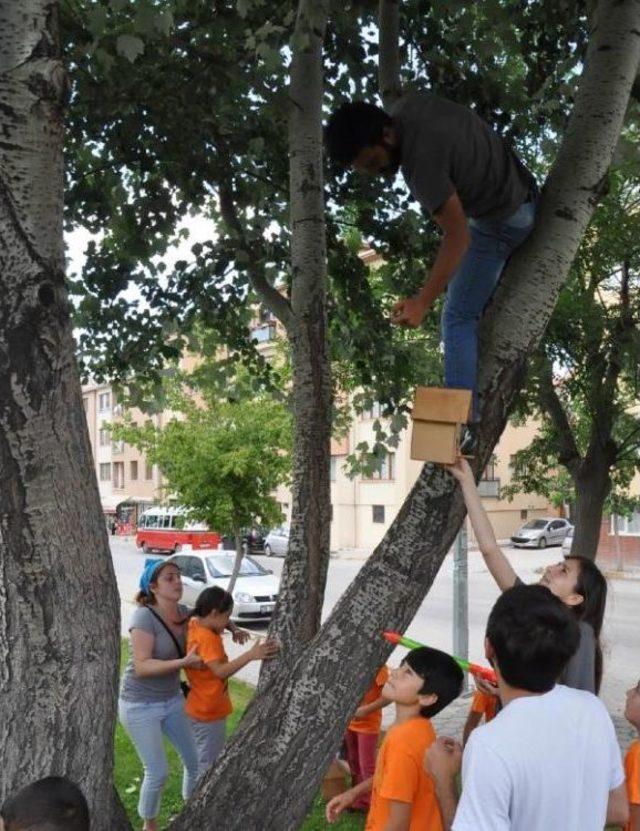 Gezi Olaylarında Ölenler Için Parka Dikilen Çınar Ağaçlarına Kuş Yuvaları Konuldu