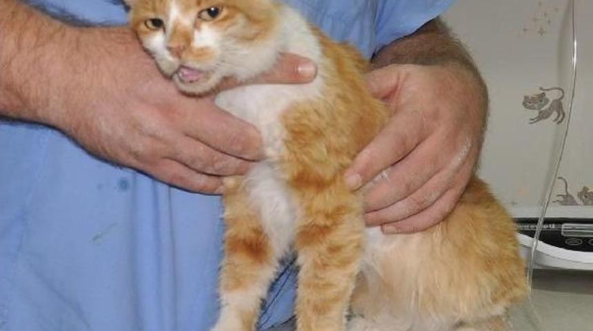 Kediyi Havalı T&uuml;fekle Vurdular