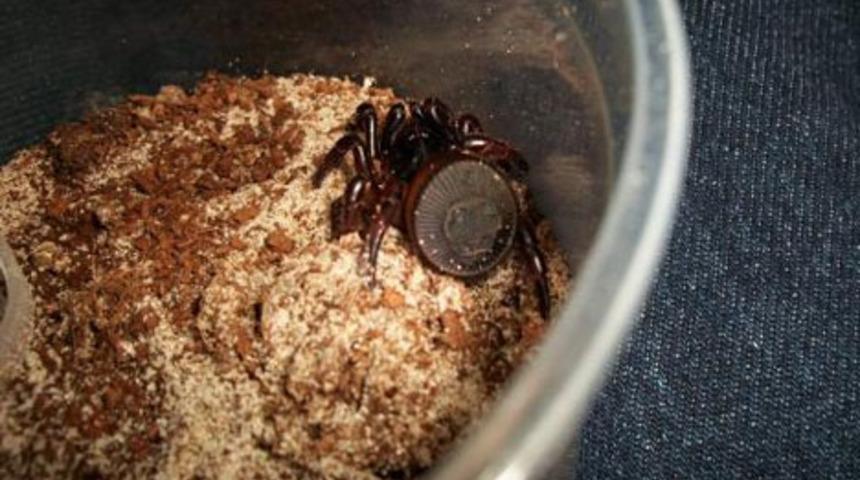 Bu canlıyı daha &ouml;nce g&ouml;rmediniz!