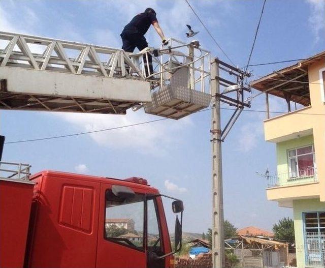 Sungurlu’da Güvercin Kurtarma Operasyonu