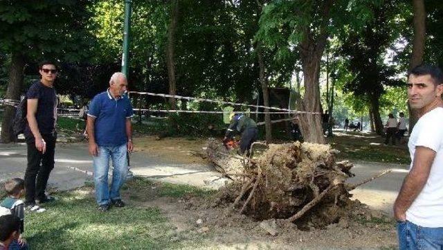 Gezi Parkı'nda Devrilen Ağaç Kesildi