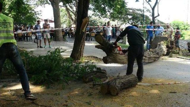 Gezi Parkı'nda Devrilen Ağaç Kesildi