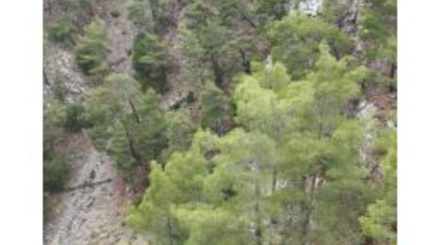 K&ouml;yceğiz'de Kayıp Zihinsel Engelli G&uuml;ll&uuml; Seferberliği (2)