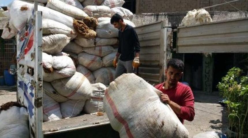 Yaylaya &Ccedil;ıkan Hayvan Sahipleri Y&uuml;n Satışına Başladı