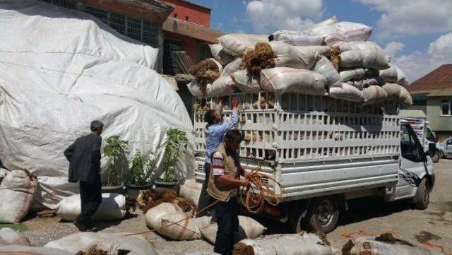 Yaylaya Çıkan Hayvan Sahipleri Yün Satışına Başladı