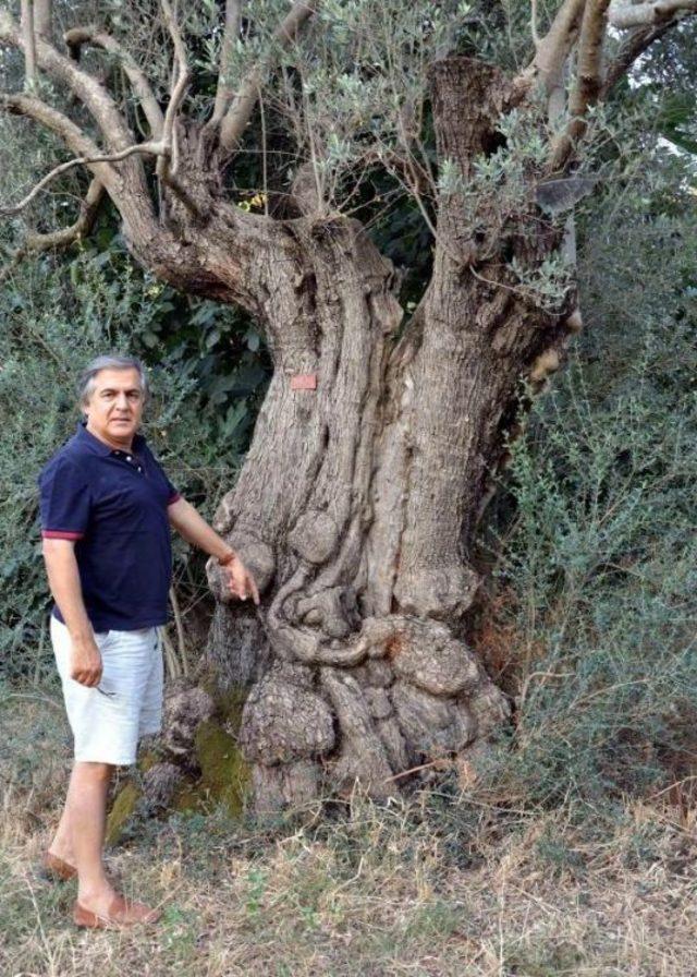 2 Bin Yıllık Zeytinler Kültür Turizmine Kazandırılacak