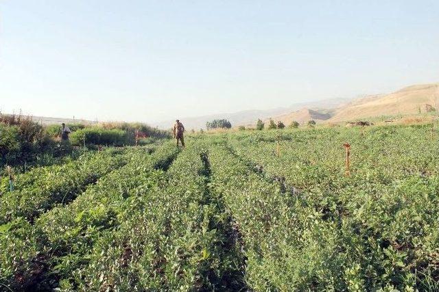 (özel Haber) Siirt’te 4 Milyon Fıstık Fidanı Üretimi Hedefleniyor