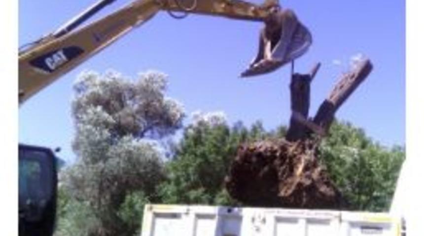 Fo&ccedil;a&rsquo;da Ağa&ccedil;lar Kesilmedi, Taşındı