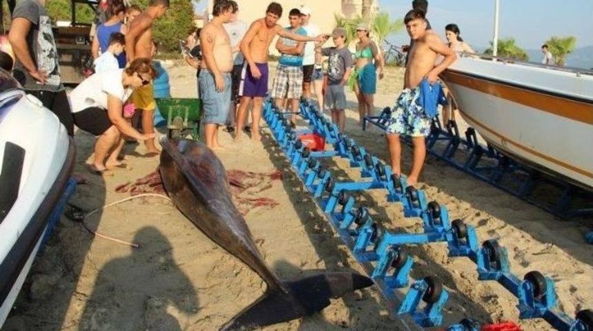 Kuşadası Sahiline &Ouml;l&uuml; Yunus Vurdu