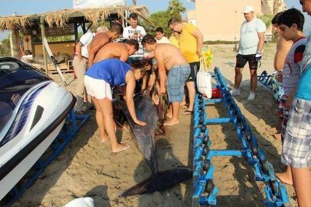 Kuşadası Sahiline Ölü Yunus Vurdu