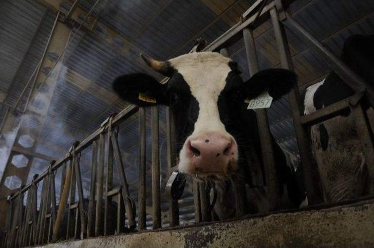 İneklere Fıskiyeli Ve Buharlı Serinlik G2