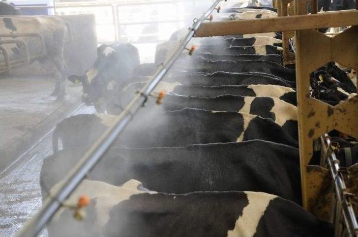 İneklere Fıskiyeli Ve Buharlı Serinlik G3