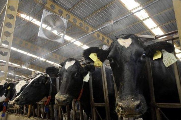 İneklere Fıskiyeli Ve Buharlı Serinlik G4