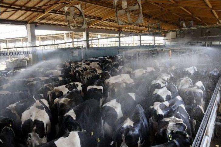 İneklere Fıskiyeli Ve Buharlı Serinlik G5