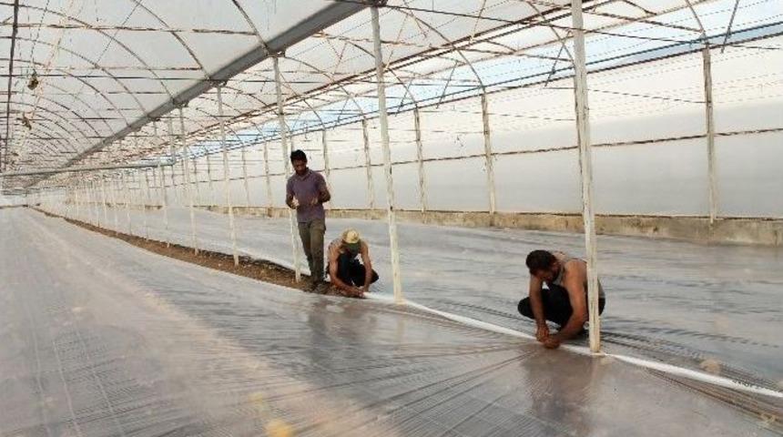 Solarizasyon, Kimyasal Kullanımını Y&uuml;zde 60 Engelliyor