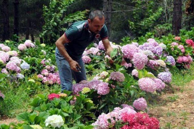 Türkiye'nin Ilk Ortanca Bahçesi Hatay'da