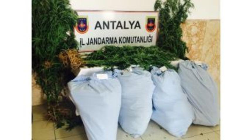 Ormanlık Alanda Uyuşturucu Tarlası