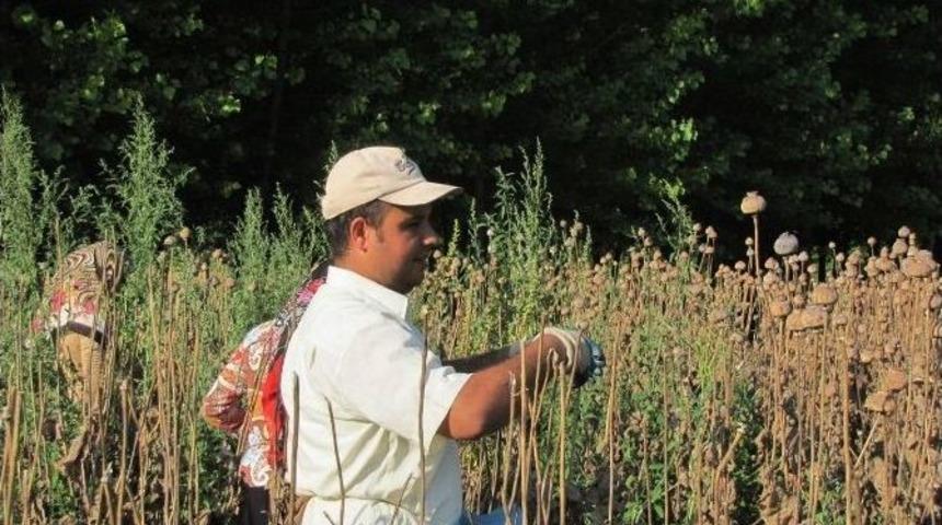Hisarcık’ta Haşhaş Kapsülü Hasadına Başlandı