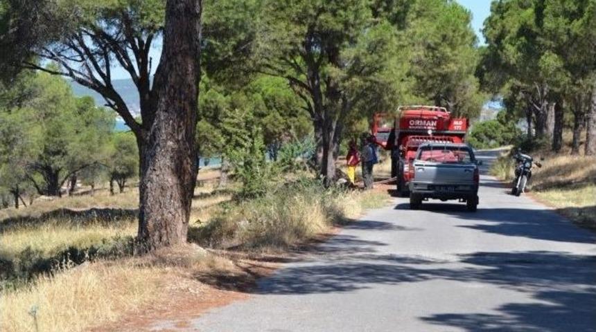 Atılan Sigara İzmariti Ormanı K&uuml;l Ediyordu