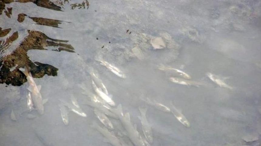 Harşit &Ccedil;ayı&rsquo;ndaki Balık &Ouml;l&uuml;mleri