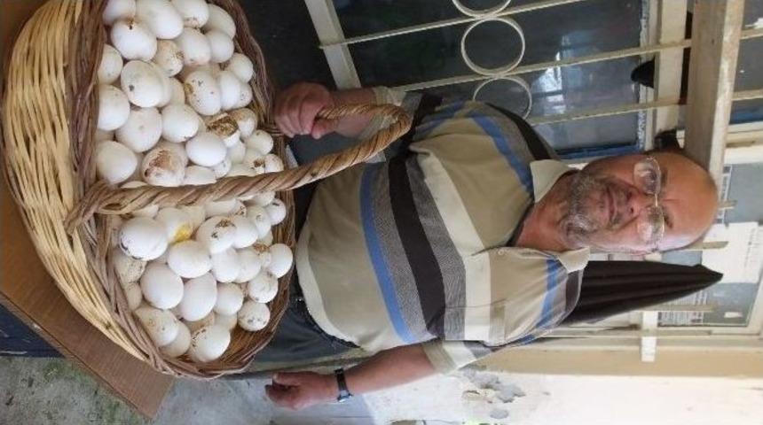 K&ouml;y Yumurtası İlgi G&ouml;rd&uuml;