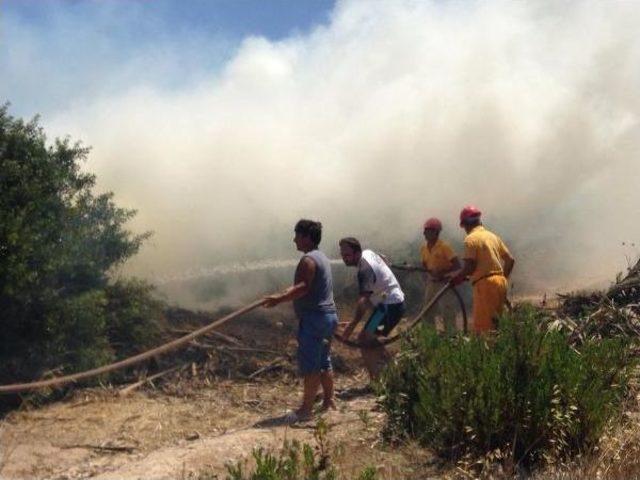 Didim'de Orman Yangını