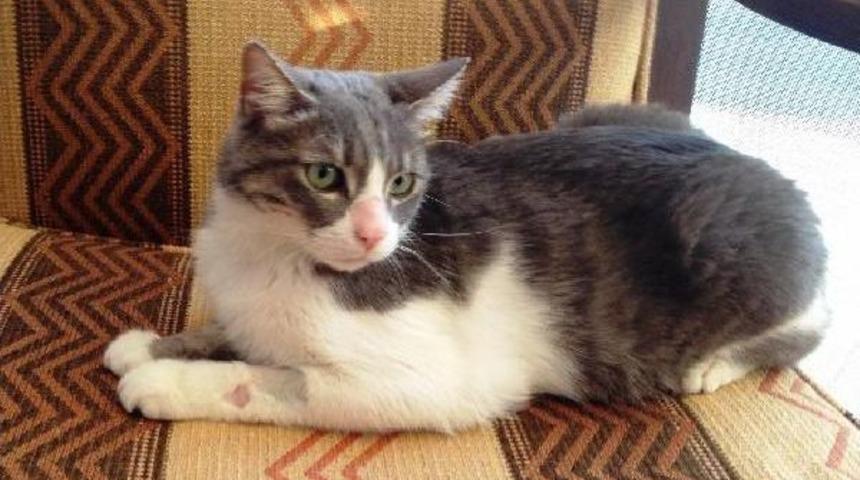 Kedinin Idrar Yolundan 16 Taş Çıkarıldı