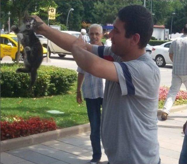 Trafik Işıklarında Kedi Kurtarma Operasyonu