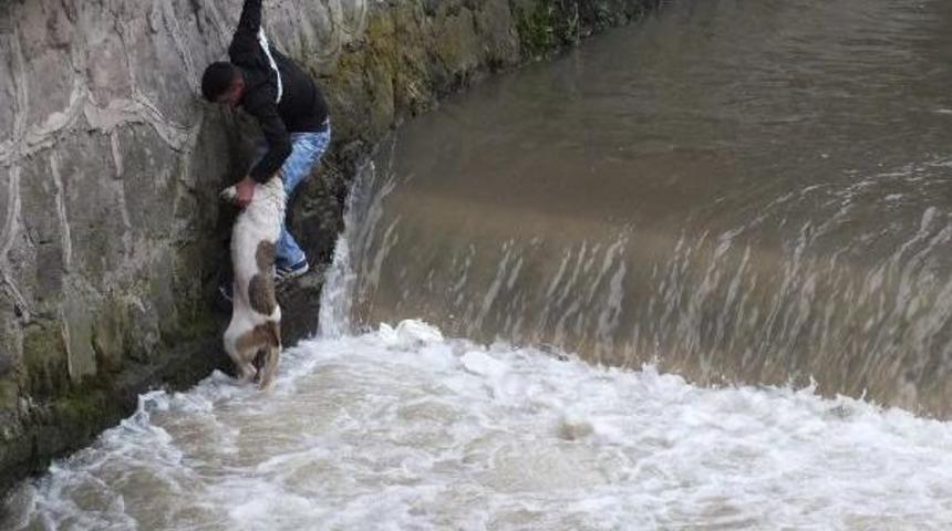 Dereye D&uuml;şen K&ouml;peği Beline Ip Bağlanan Gen&ccedil; Kurtardı